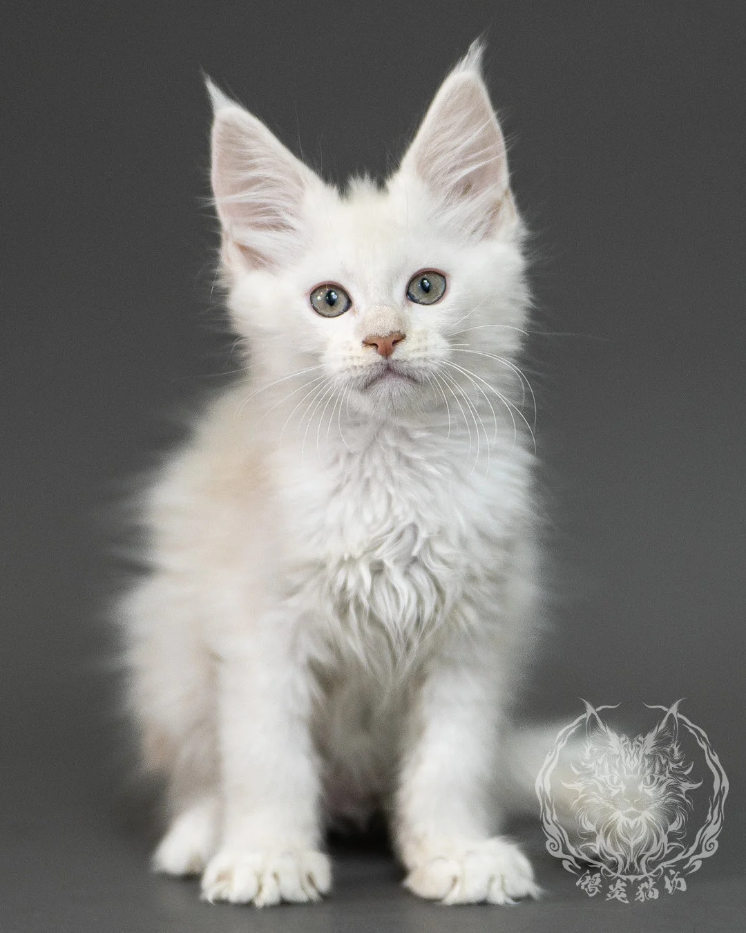 紅銀陰影緬因貓 Red Shaded Maine Coon 2months Closeup 23