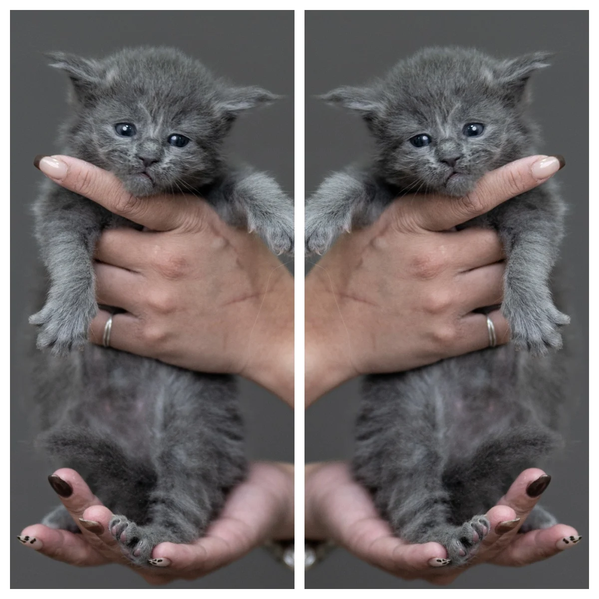 鴻炎貓坊藍煙燻緬因貓男孩|4 週齡藍煙燻毛色特寫|台中緬因貓舍健康幼貓紀錄