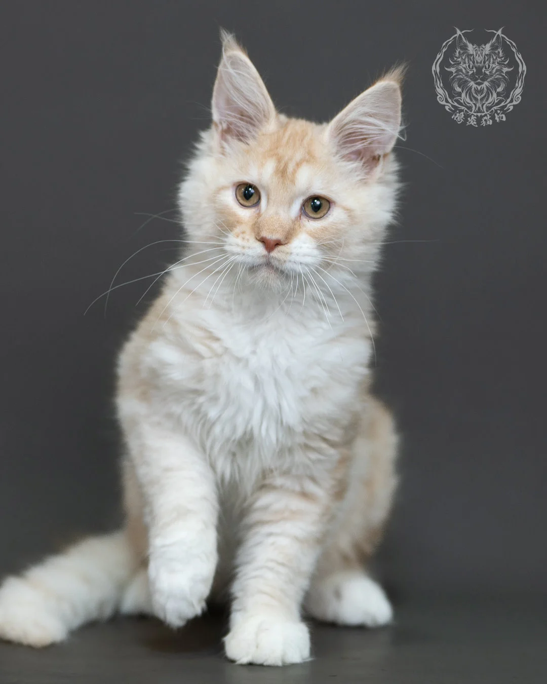 紅銀虎斑緬因貓 Red Silver Tabby Maine Coon 4halfmonths Cattery Taichung 2