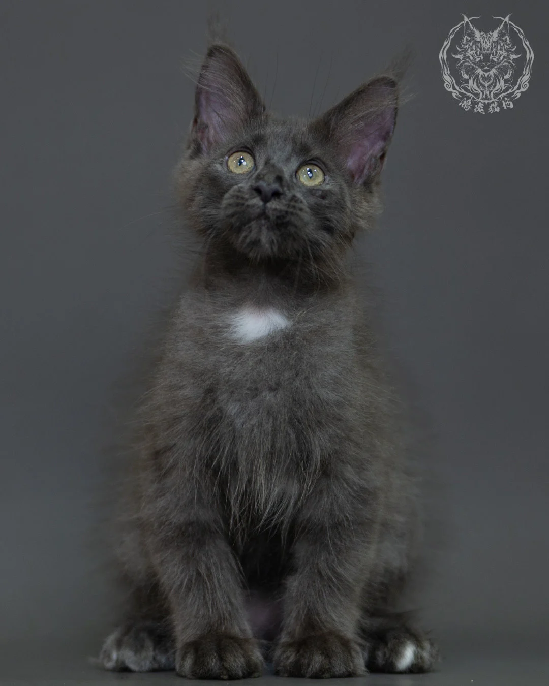 藍煙燻 Blue Smoke Maine Coon 3months 8
