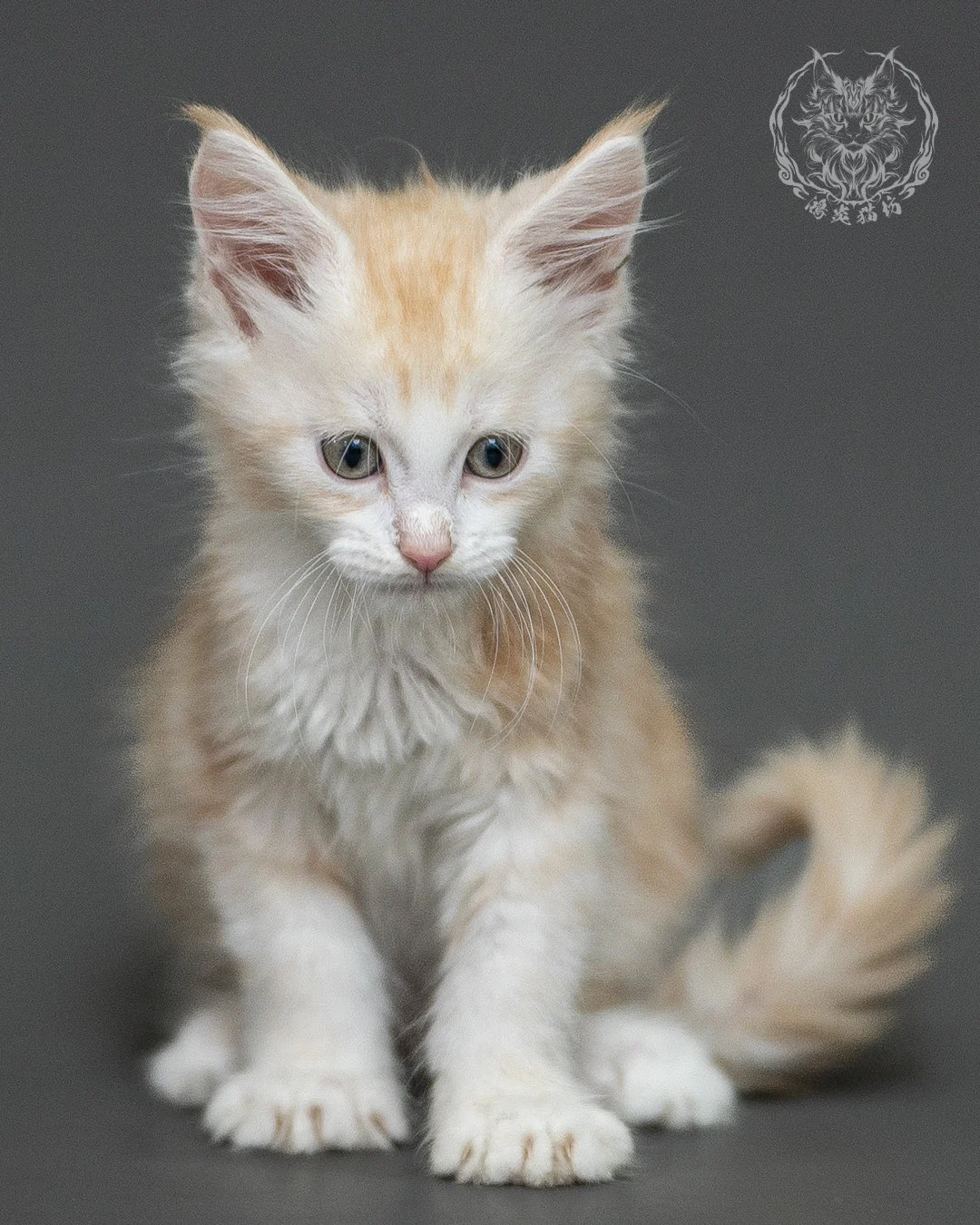 紅銀虎斑緬因貓 Red Silver Tabby Maine Coon 2months Closeup 17