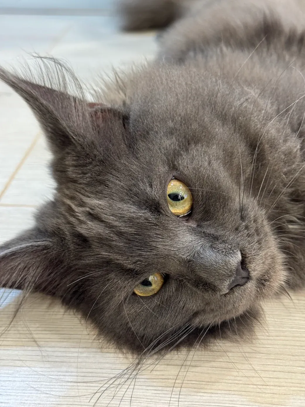 藍煙燻緬因貓5個月記錄