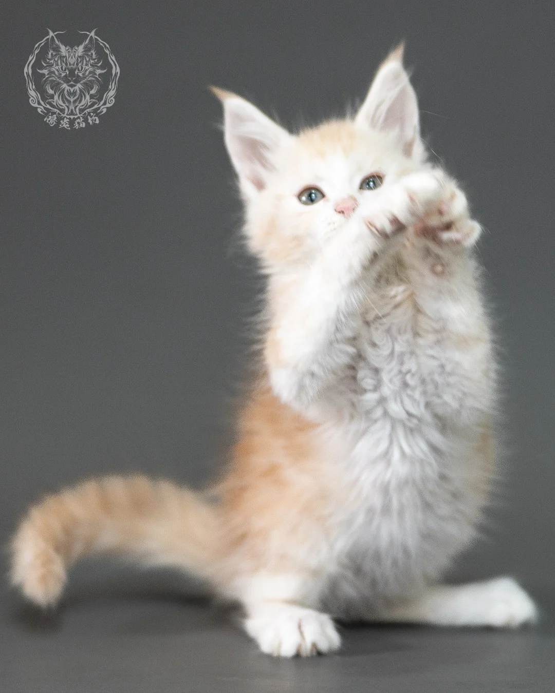 紅銀虎斑緬因貓 Red Silver Tabby Maine Coon 2months Closeup 5
