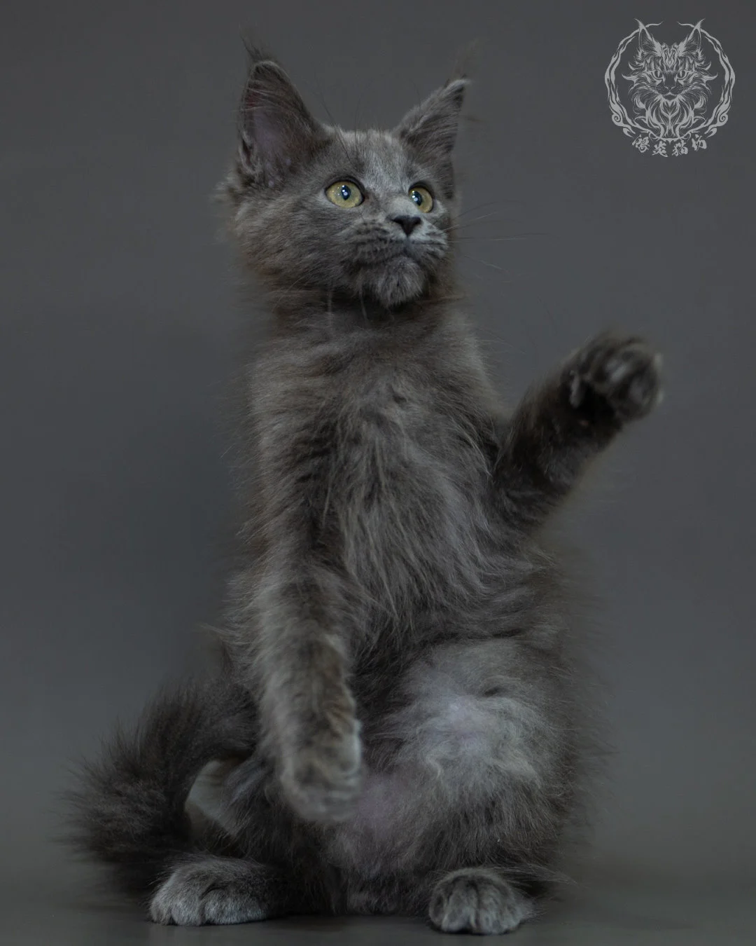 藍煙燻 Blue Smoke Maine Coon 3months 11