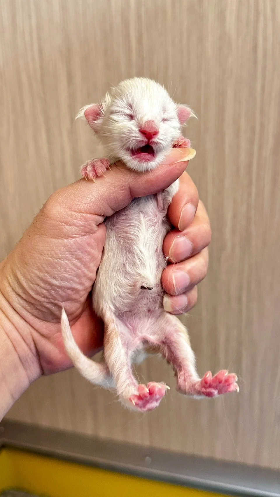 紅銀陰影緬因貓