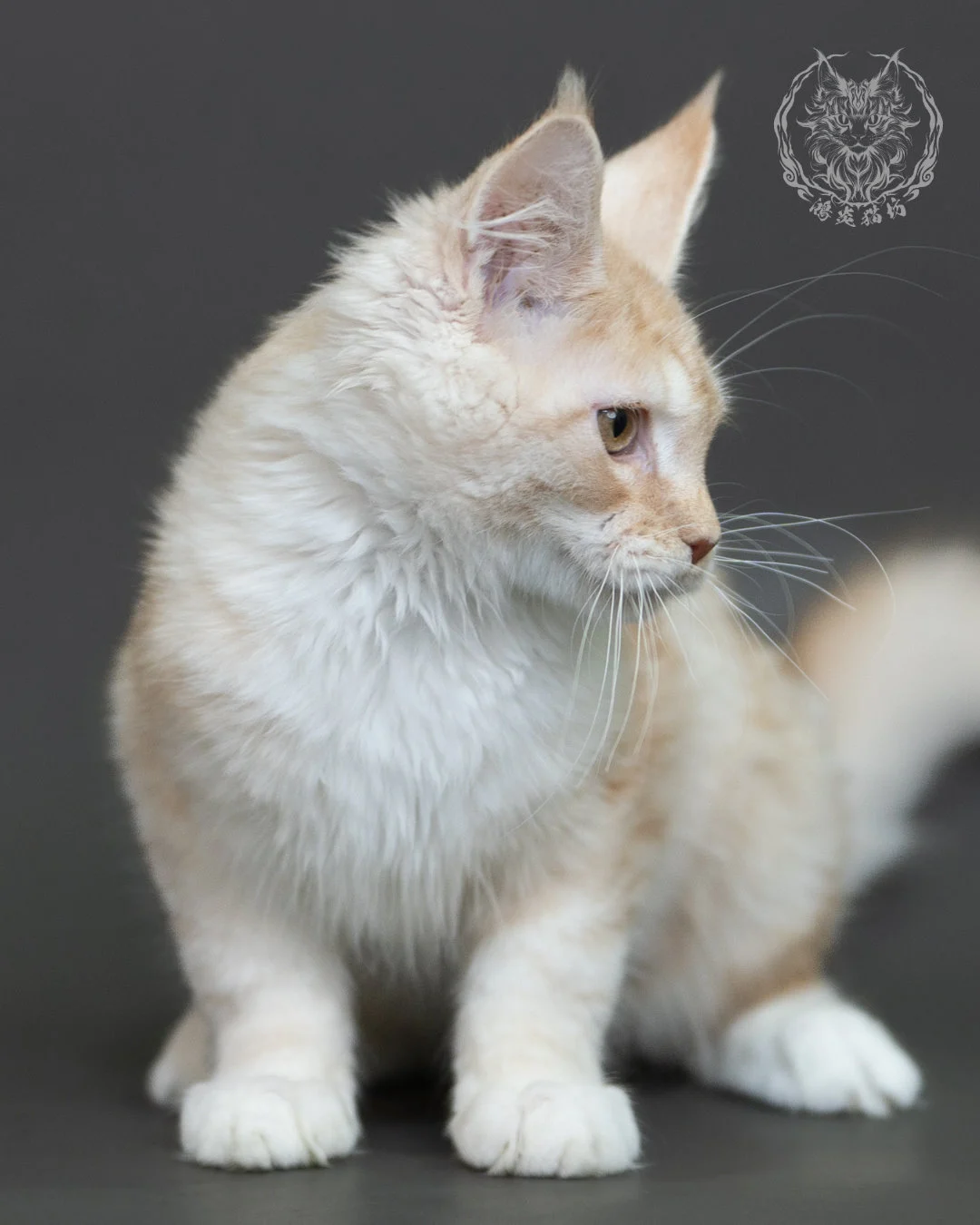 紅銀虎斑緬因貓 Red Silver Tabby Maine Coon 4halfmonths Cattery Taichung 10