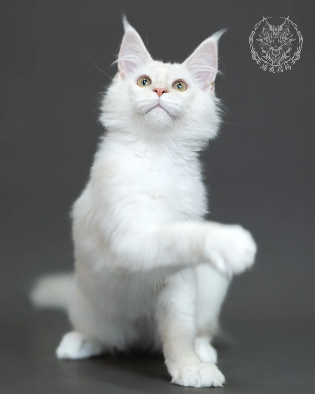 紅銀陰影緬因貓 Red Silver Shaded Maine Coon 4halfmonths Cattery Taichung 11