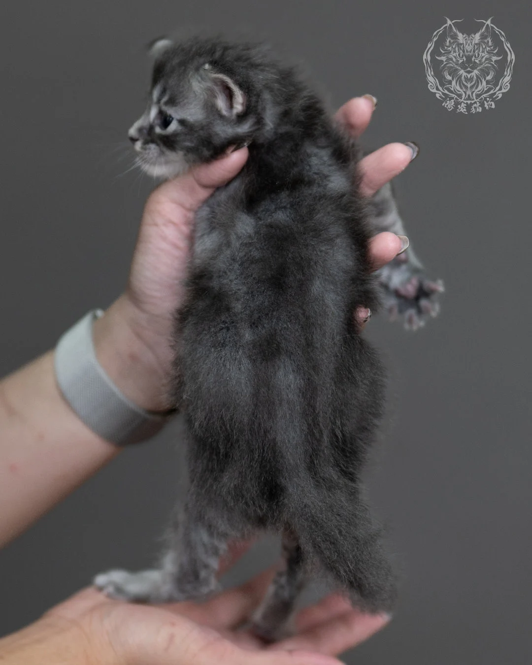 藍虎斑緬因貓 Blue Tabby Maine Coon 4weeks Taichung Cattery 7