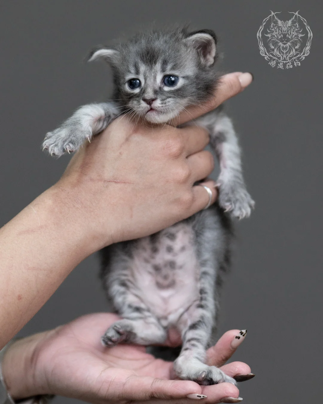 藍虎斑緬因貓 Blue Tabby Maine Coon 4weeks Taichung Cattery 5