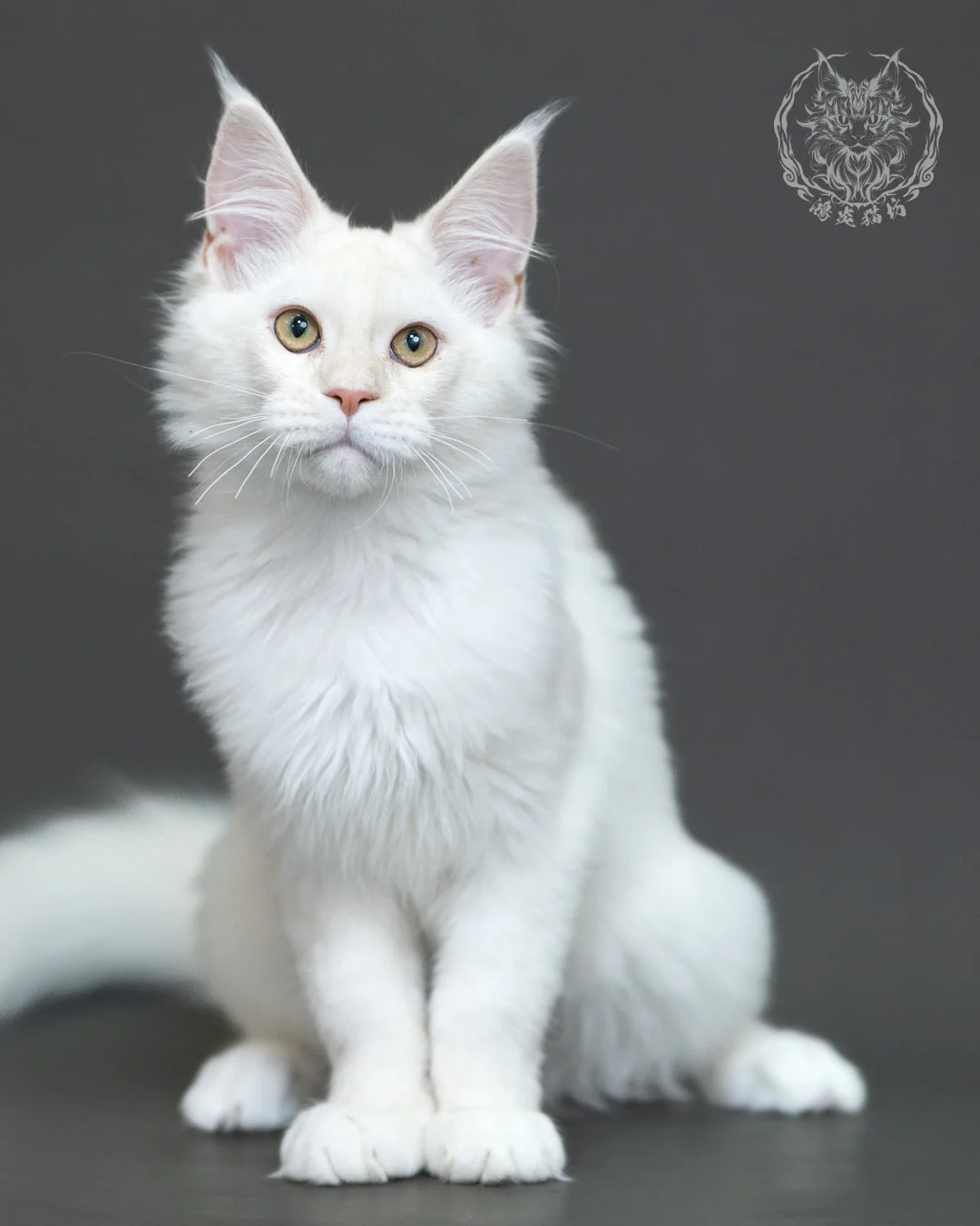 紅銀陰影緬因貓 Red Silver Shaded Maine Coon 4halfmonths Cattery Taichung 15