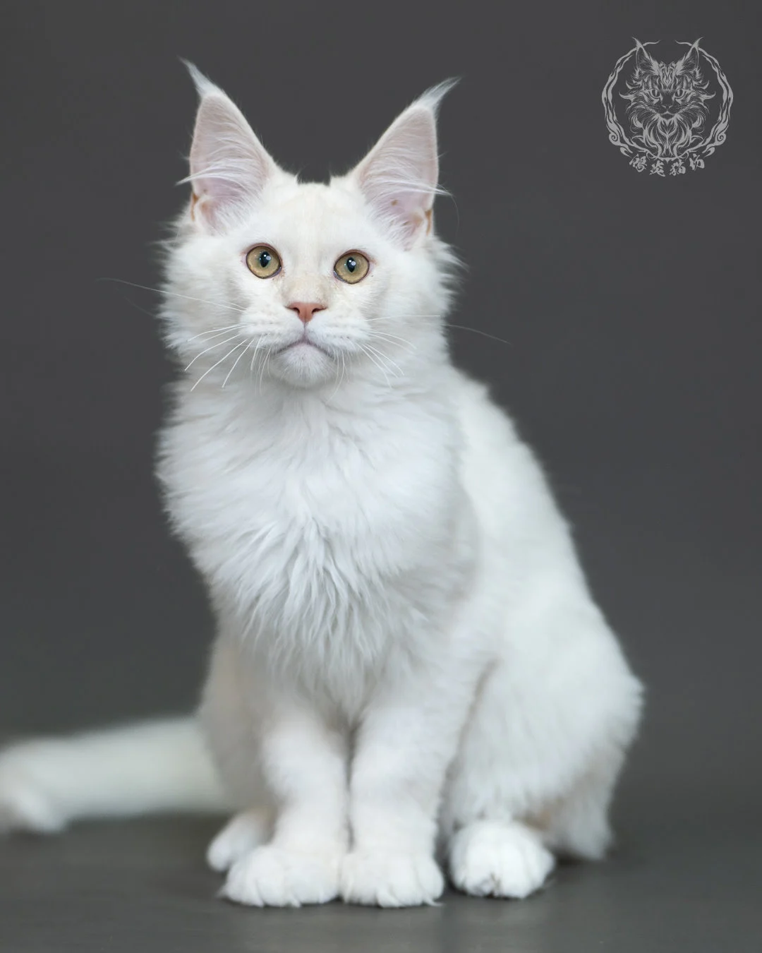 紅銀陰影緬因貓 Red Silver Shaded Maine Coon 4halfmonths Cattery Taichung 4