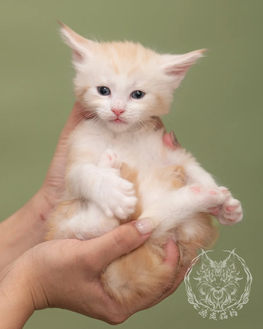 紅銀虎斑緬因貓 Red Silver Tabby Maine Coon 4weeks Closeup 8
