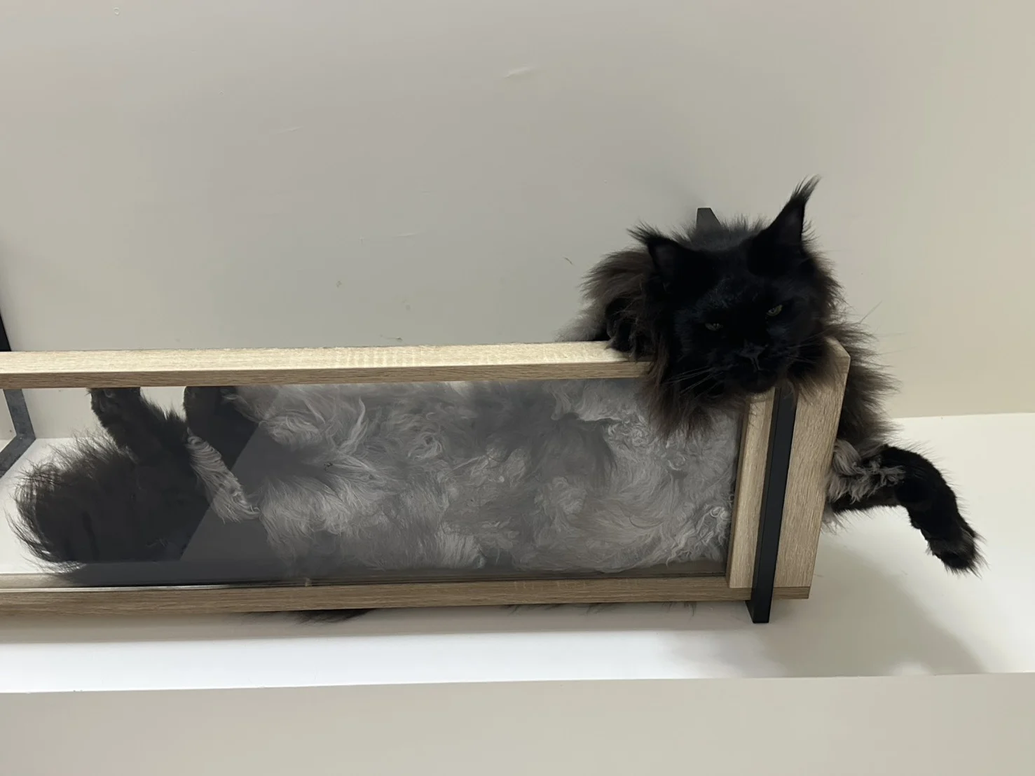 奧托 黑煙燻緬因貓 透明平台放鬆姿勢 Otto Black Smoke Maine Coon Relax