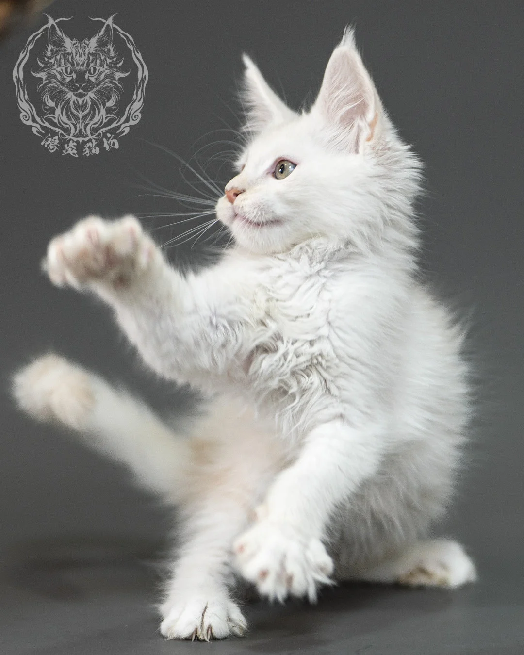 紅銀陰影緬因貓 Red Shaded Maine Coon 2months Closeup 25