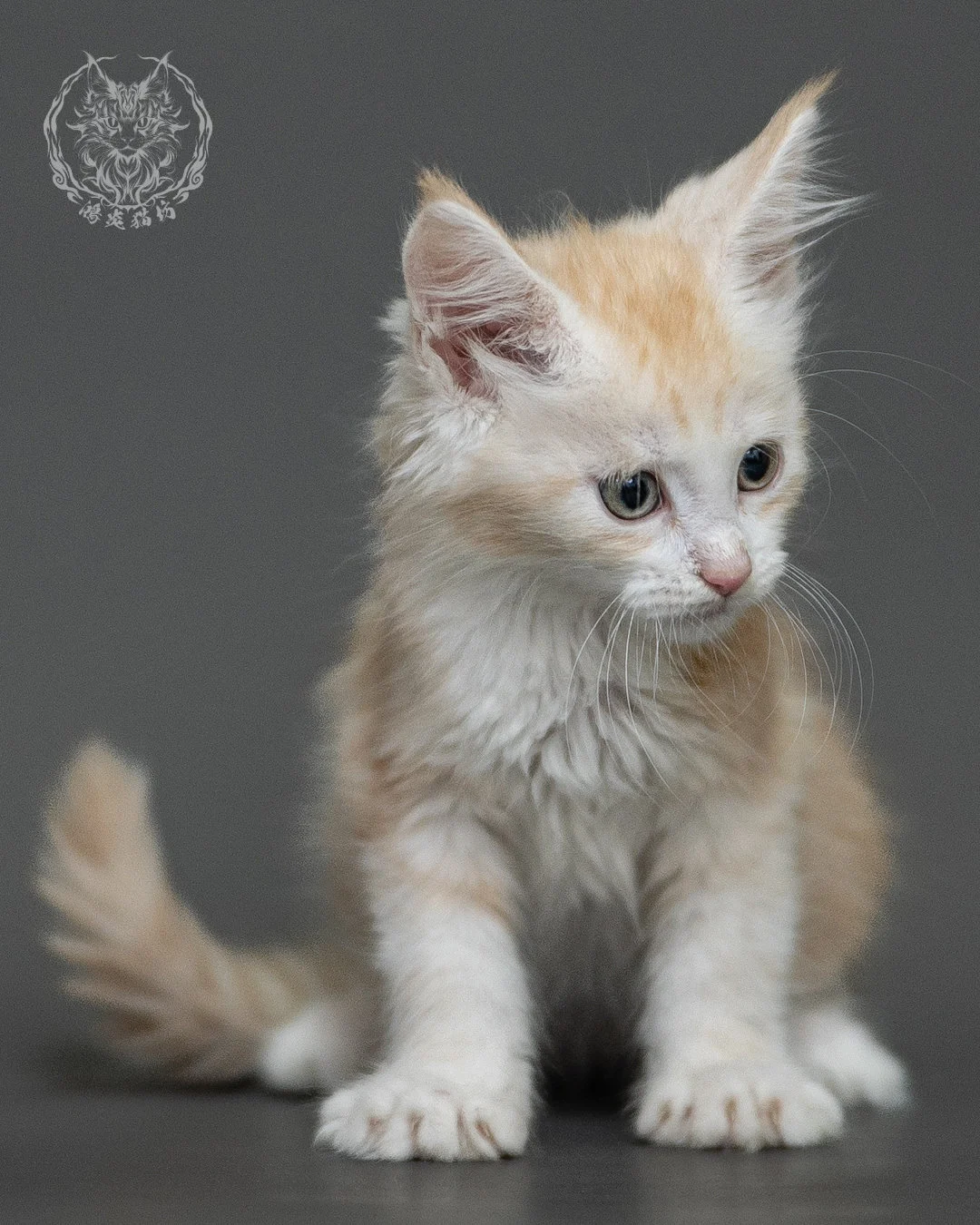 紅銀虎斑緬因貓 Red Silver Tabby Maine Coon 2months Closeup 15