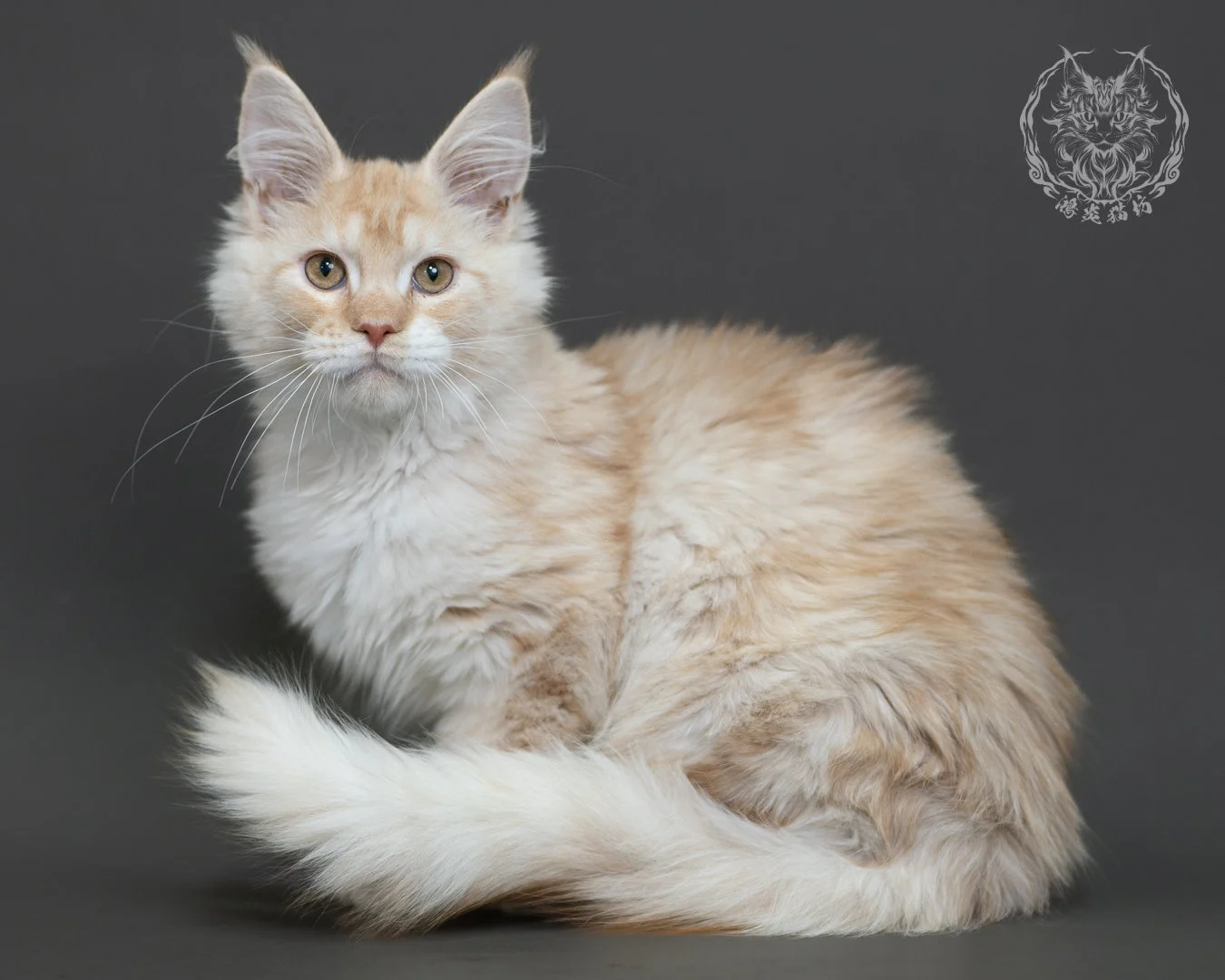 紅銀虎斑緬因貓 Red Silver Tabby Maine Coon 4halfmonths Cattery Taichung 16