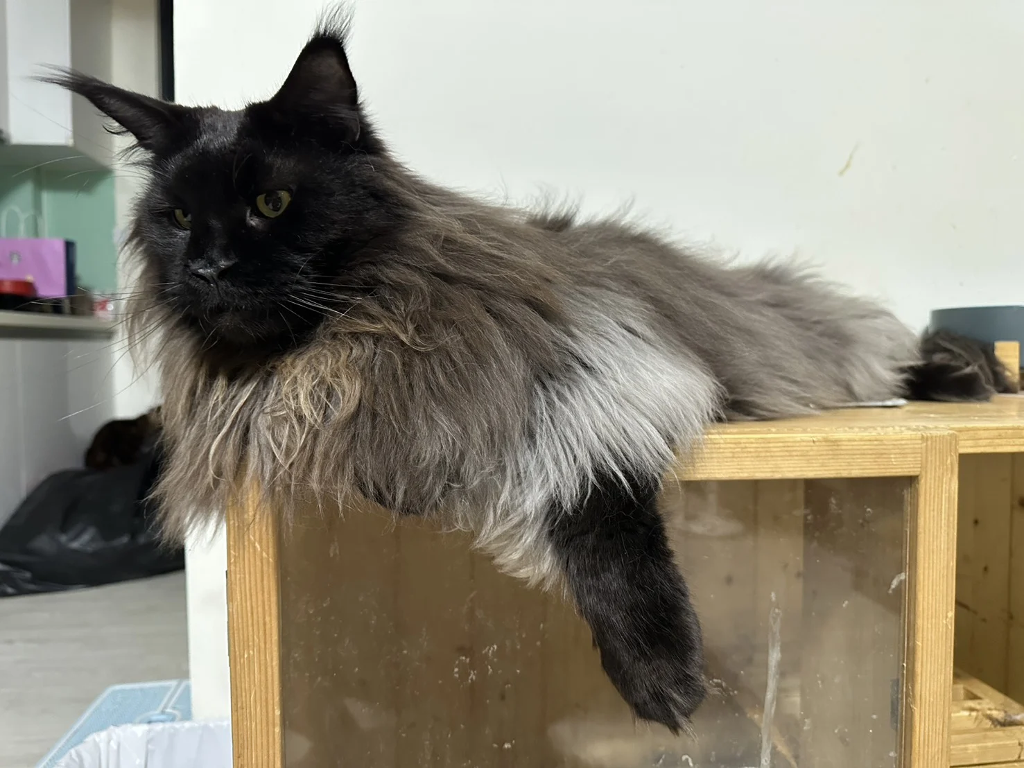 奧托 黑煙燻緬因貓 木箱趴姿垂手 Otto Black Smoke Maine Coon Relaxed Pose
