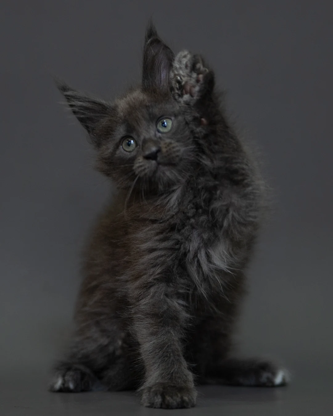 藍煙燻 Blue Smoke Maine Coon 2months 9