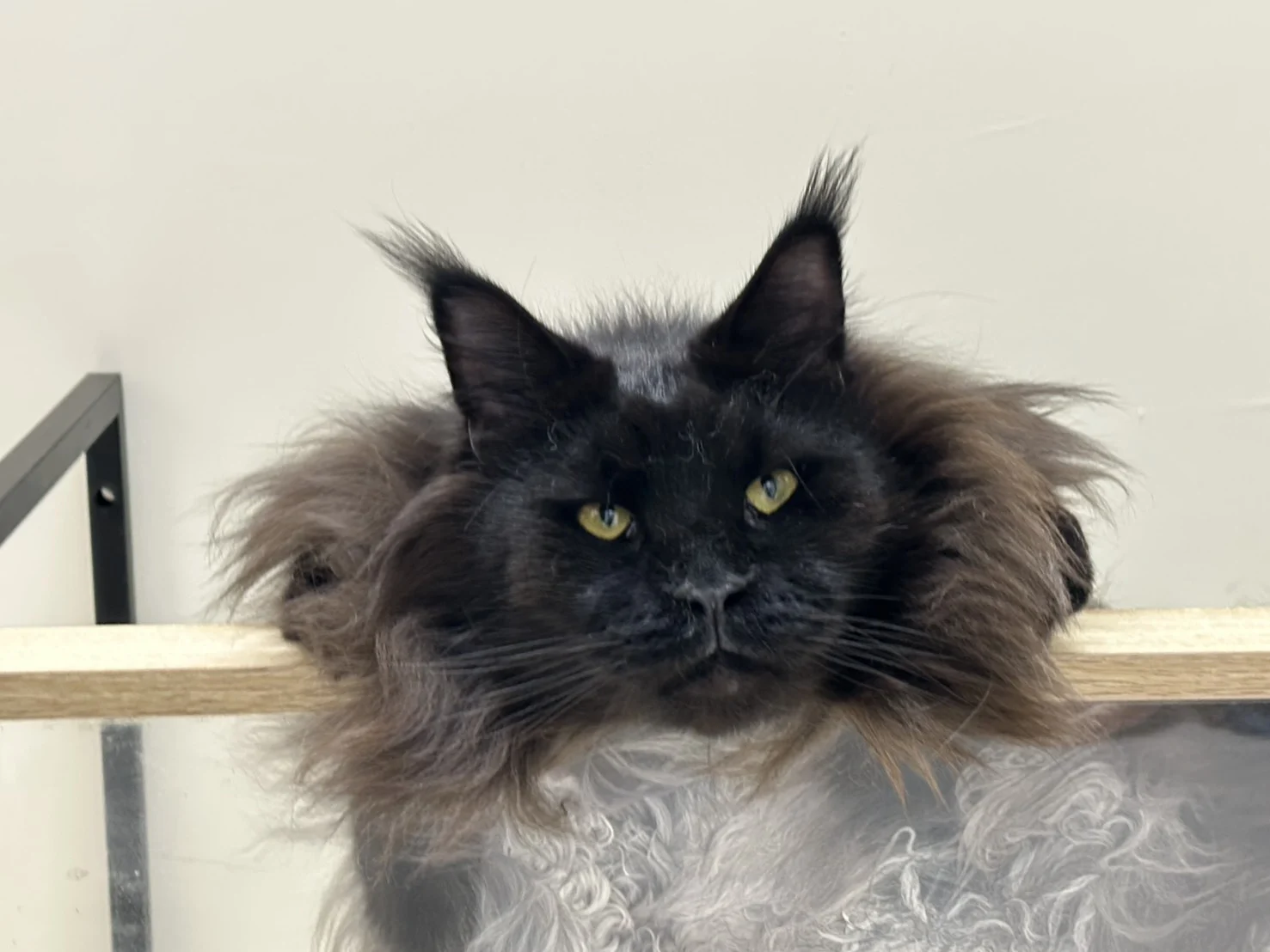 奧托 黑煙燻緬因貓 透明平台正面凝視 Otto Black Smoke Maine Coon Front View