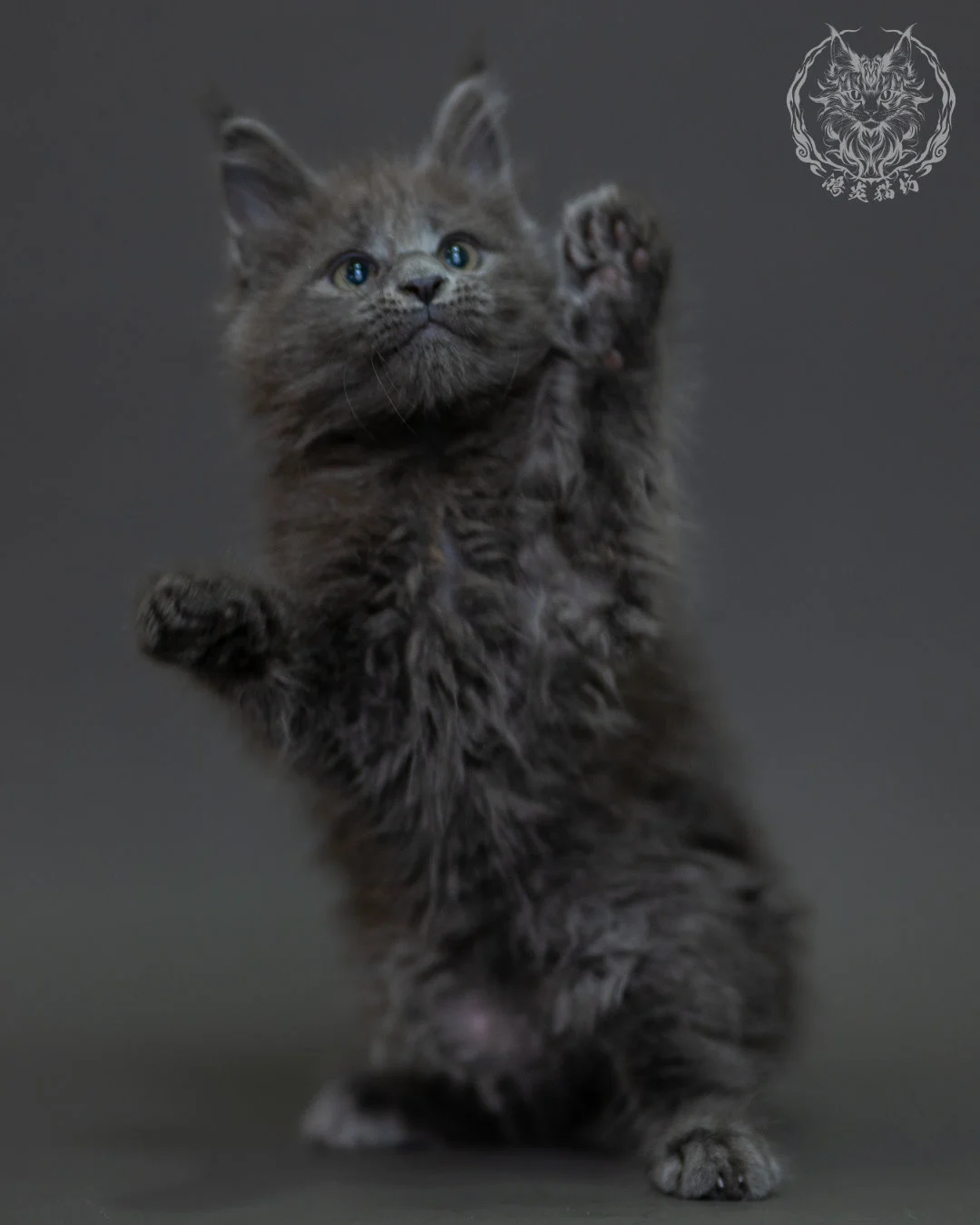 藍煙燻 Blue Smoke Maine Coon 2months 12