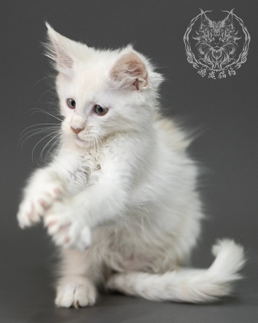 紅銀陰影緬因貓 Red Shaded Maine Coon 2months Closeup 15