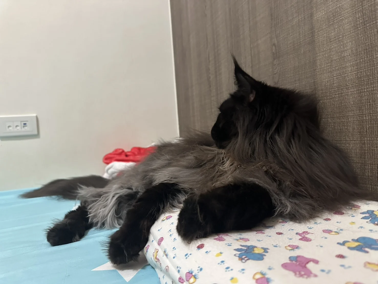 奧托 黑煙燻緬因貓 床邊放鬆側影 Otto Black Smoke Maine Coon Side View