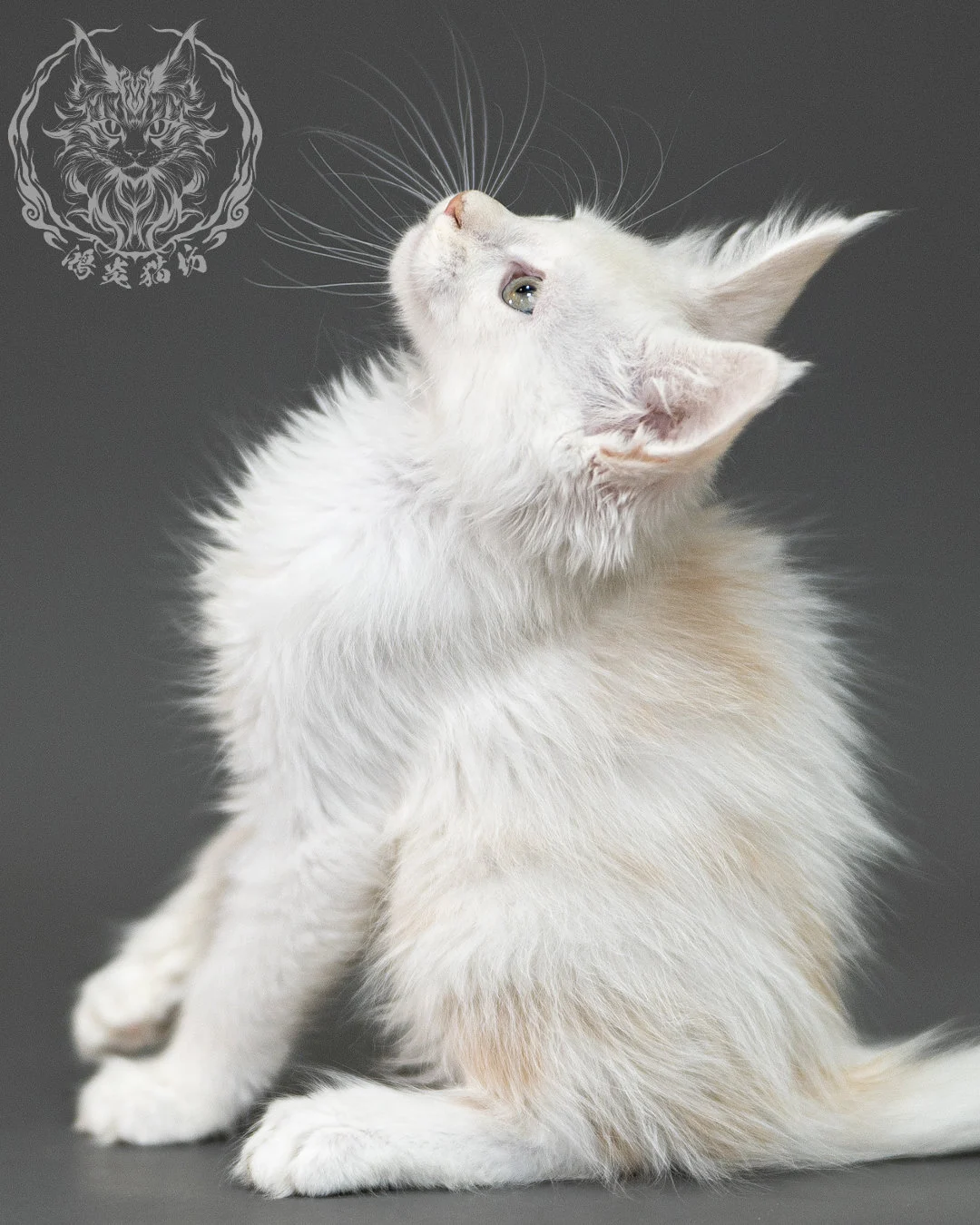 紅銀陰影緬因貓 Red Shaded Maine Coon 2months Closeup 22