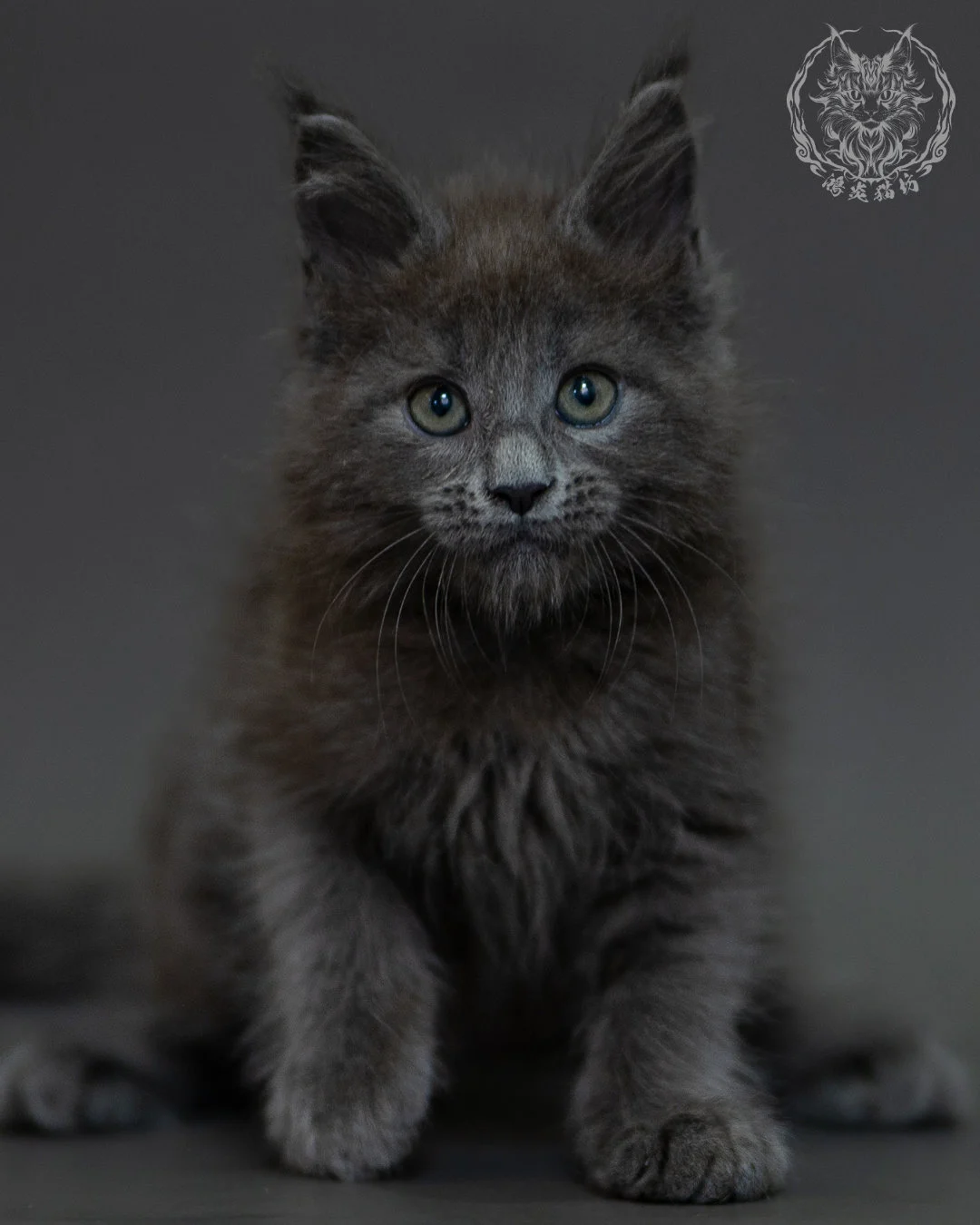 藍煙燻 Blue Smoke Maine Coon 2months 14