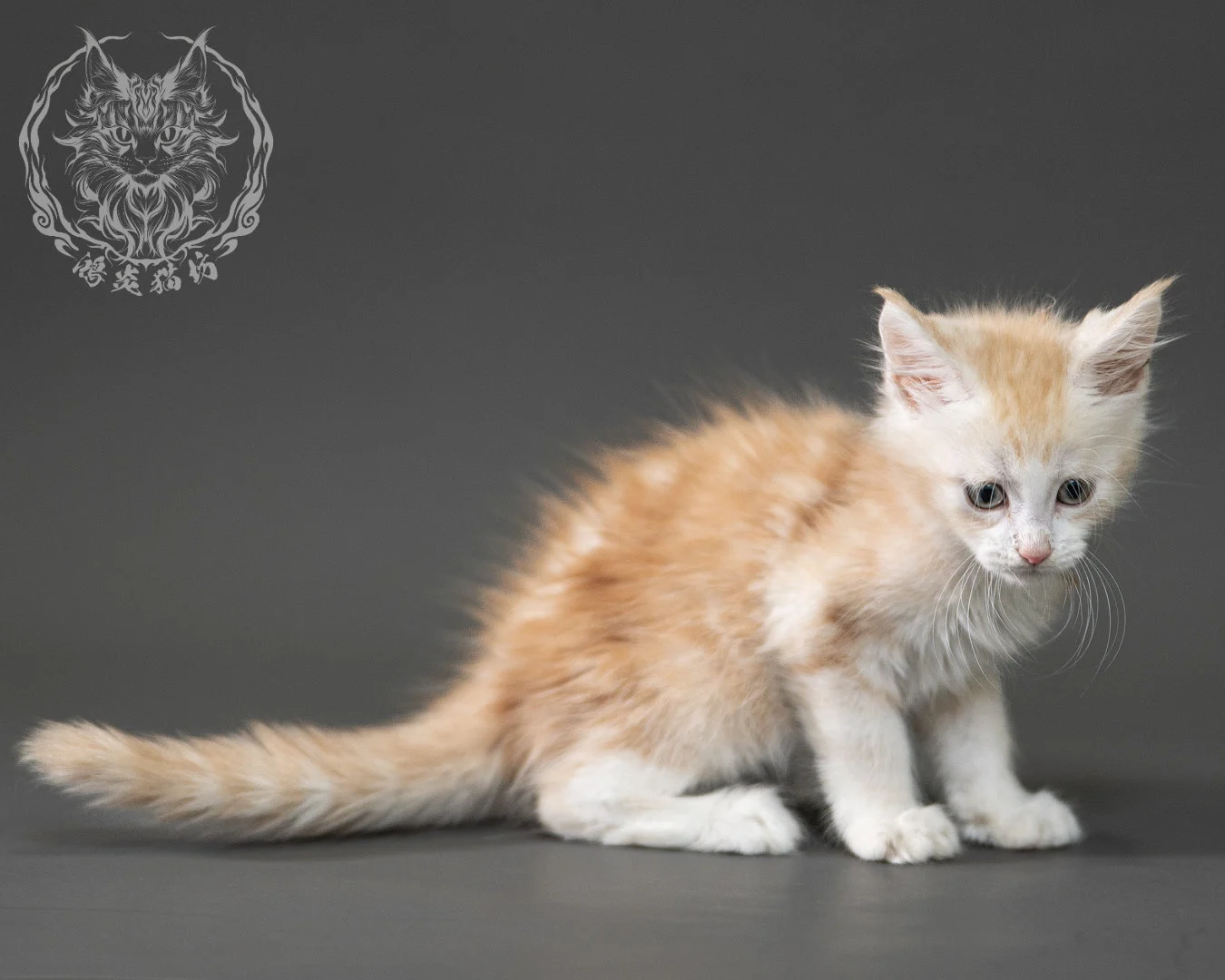 紅銀虎斑緬因貓 Red Silver Tabby Maine Coon 2months Closeup 21