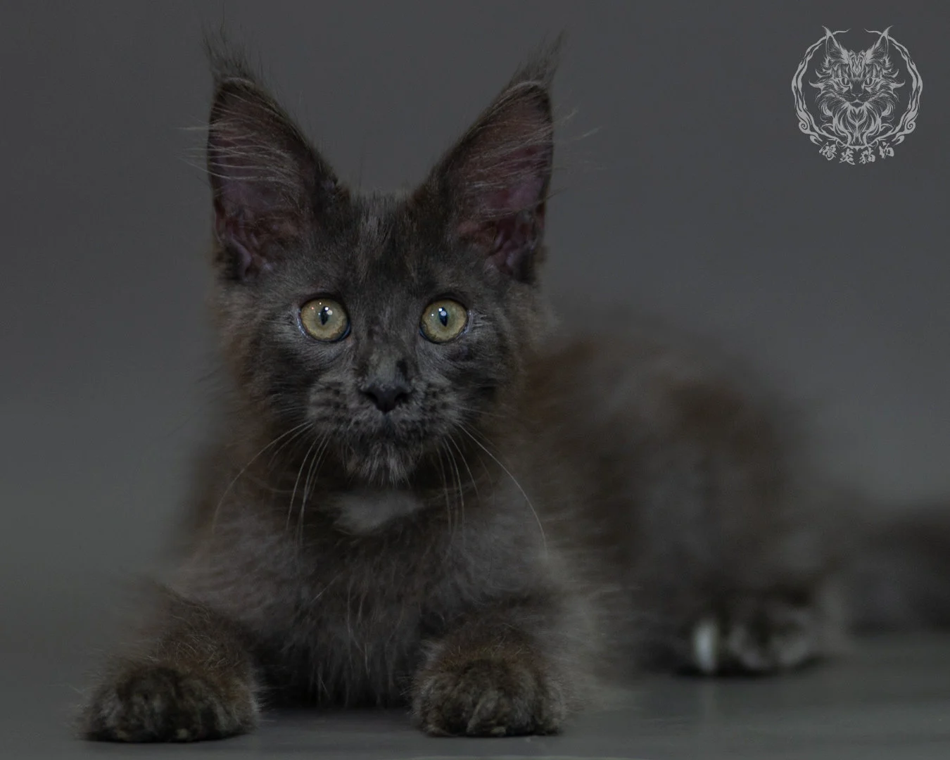 藍煙燻 Blue Smoke Maine Coon 3months 18
