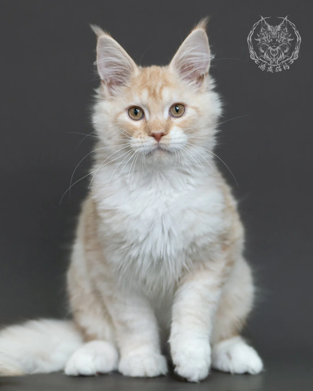 紅銀虎斑緬因貓 Red Silver Tabby Maine Coon 4halfmonths Cattery Taichung 8