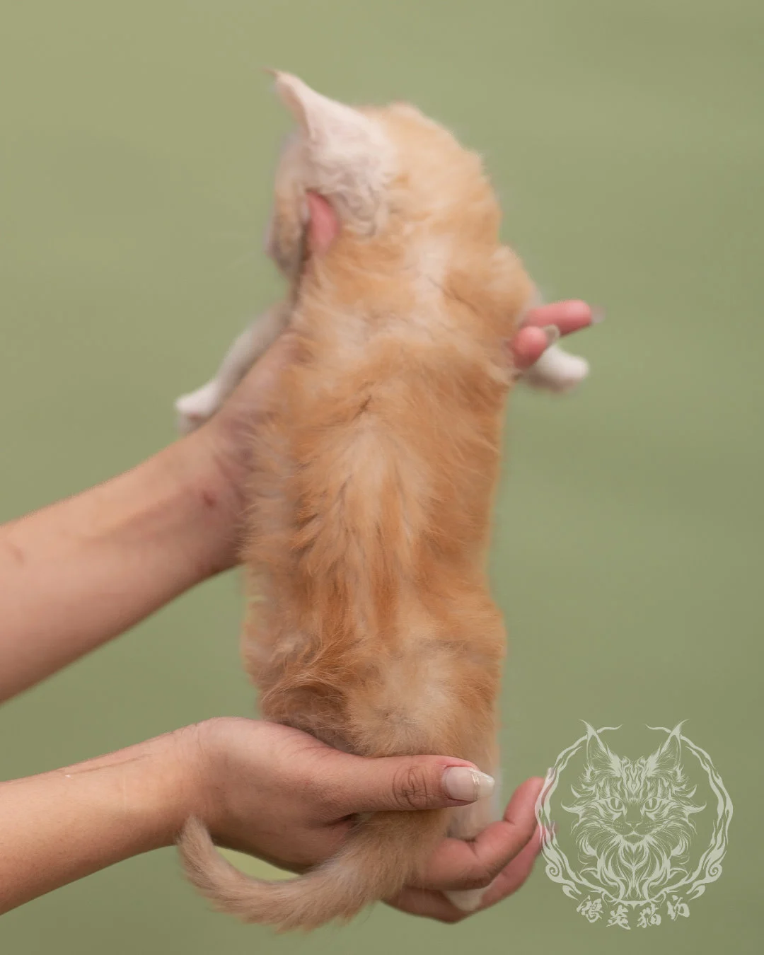 紅銀虎斑緬因貓 Red Silver Tabby Maine Coon 4weeks Closeup 6