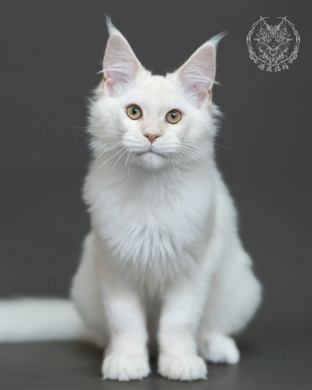 紅銀陰影緬因貓 Red Silver Shaded Maine Coon 4halfmonths Cattery Taichung 6