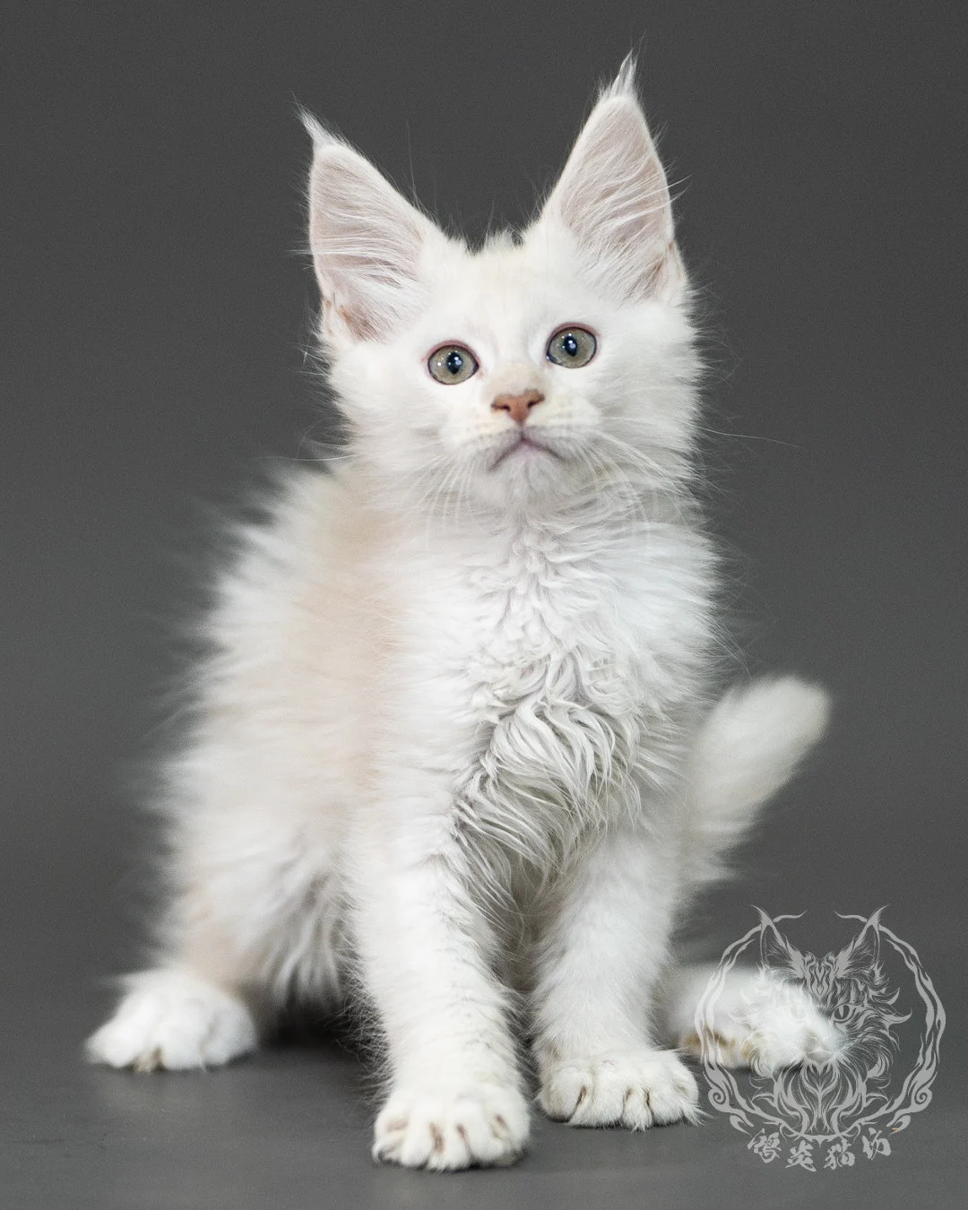 紅銀陰影緬因貓 Red Shaded Maine Coon 2months Closeup 2