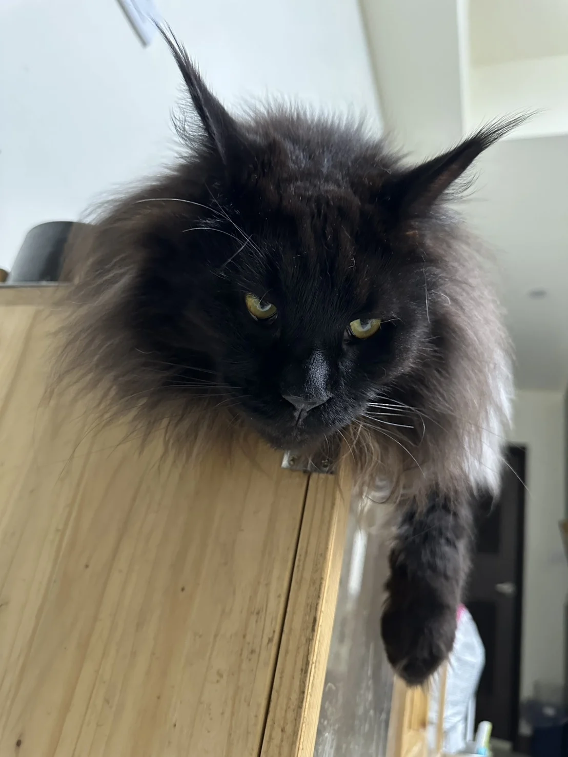 奧托 黑煙燻緬因貓 木箱上往下凝視 Otto Black Smoke Maine Coon Gaze Down