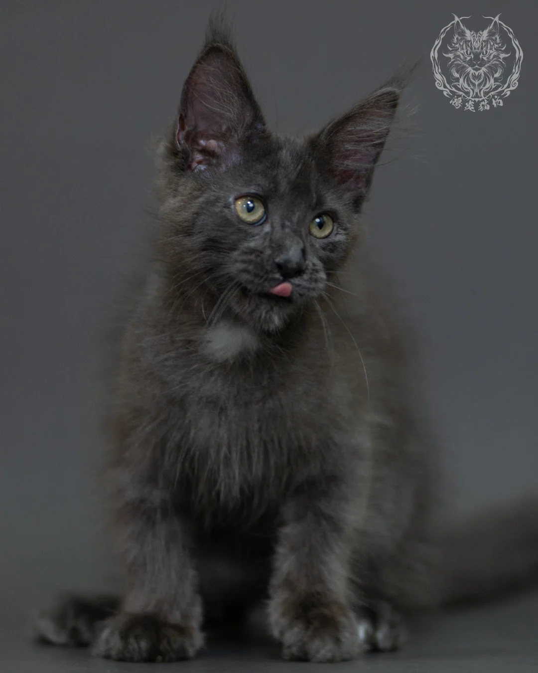 藍煙燻 Blue Smoke Maine Coon 3months 11