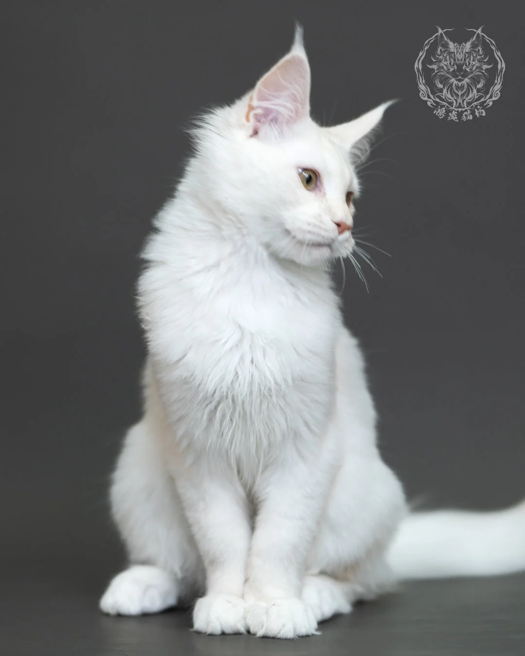 紅銀陰影緬因貓 Red Silver Shaded Maine Coon 4halfmonths Cattery Taichung 18