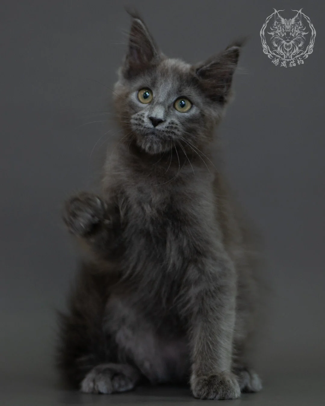 藍煙燻 Blue Smoke Maine Coon 3months 8