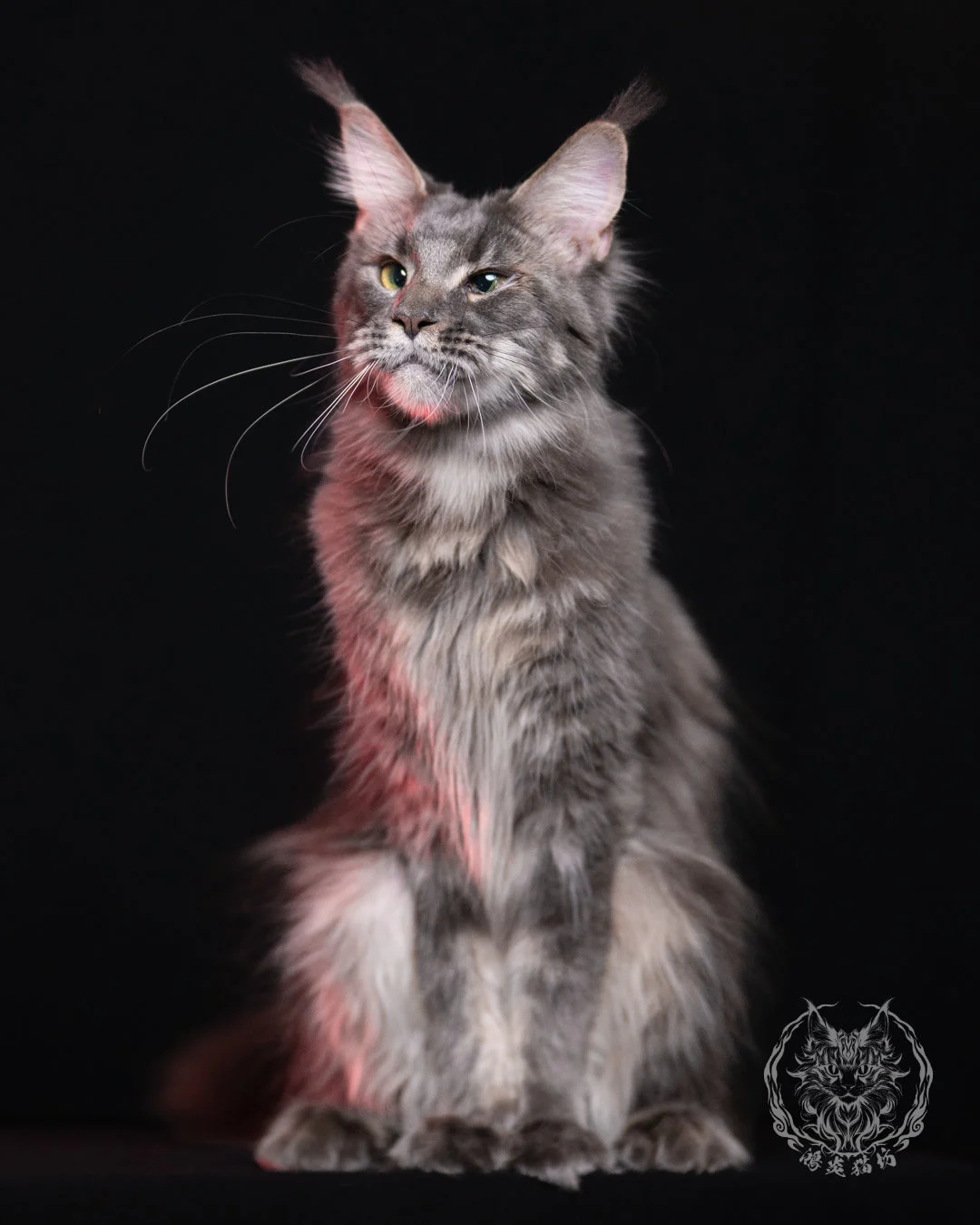 藍虎斑緬因貓 Blue Tabby Maine Coon 11months Cattery Taichung 9
