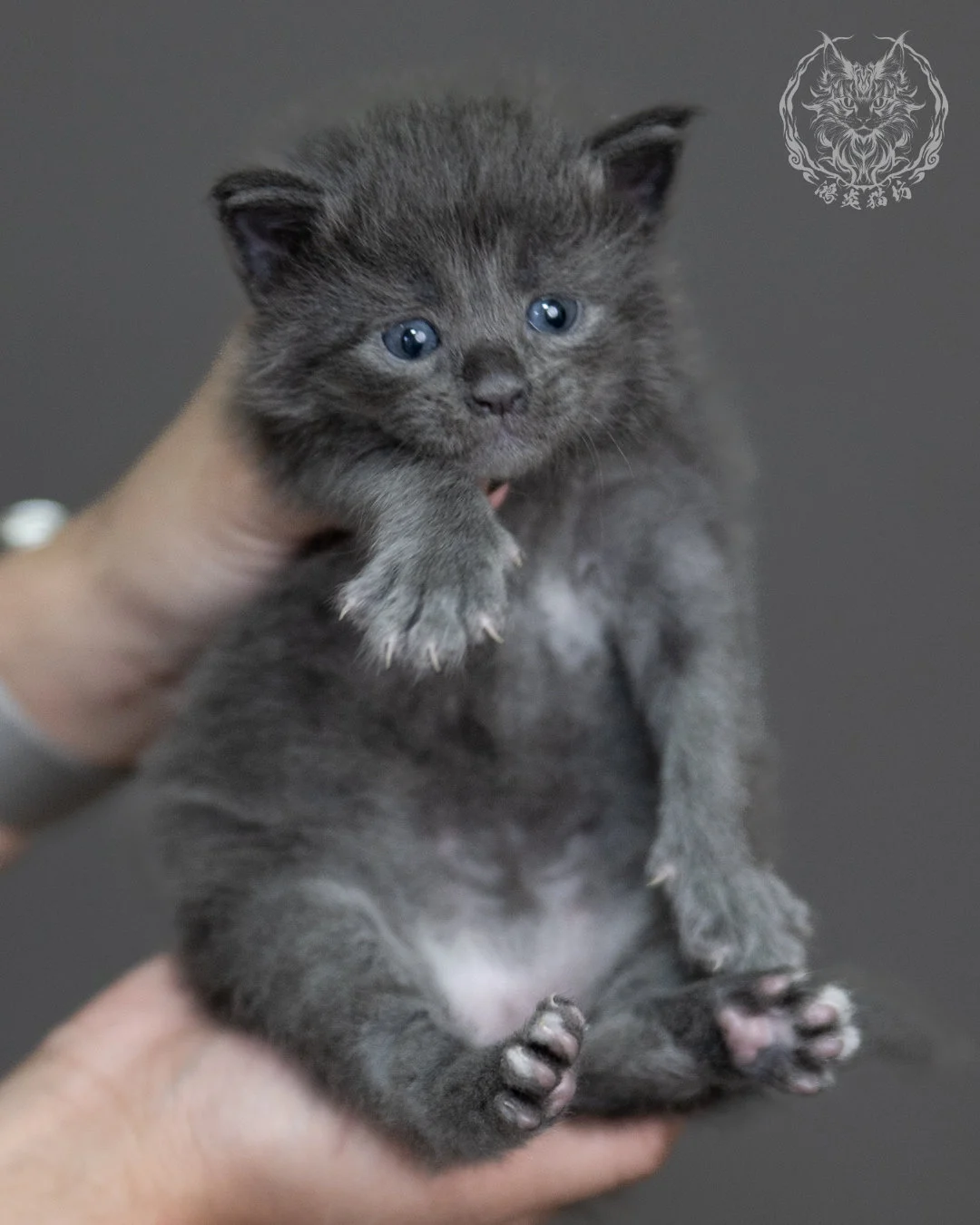 藍煙燻緬因貓 Blue Smoke Maine Coon 4weeks Cattery Taichung 11