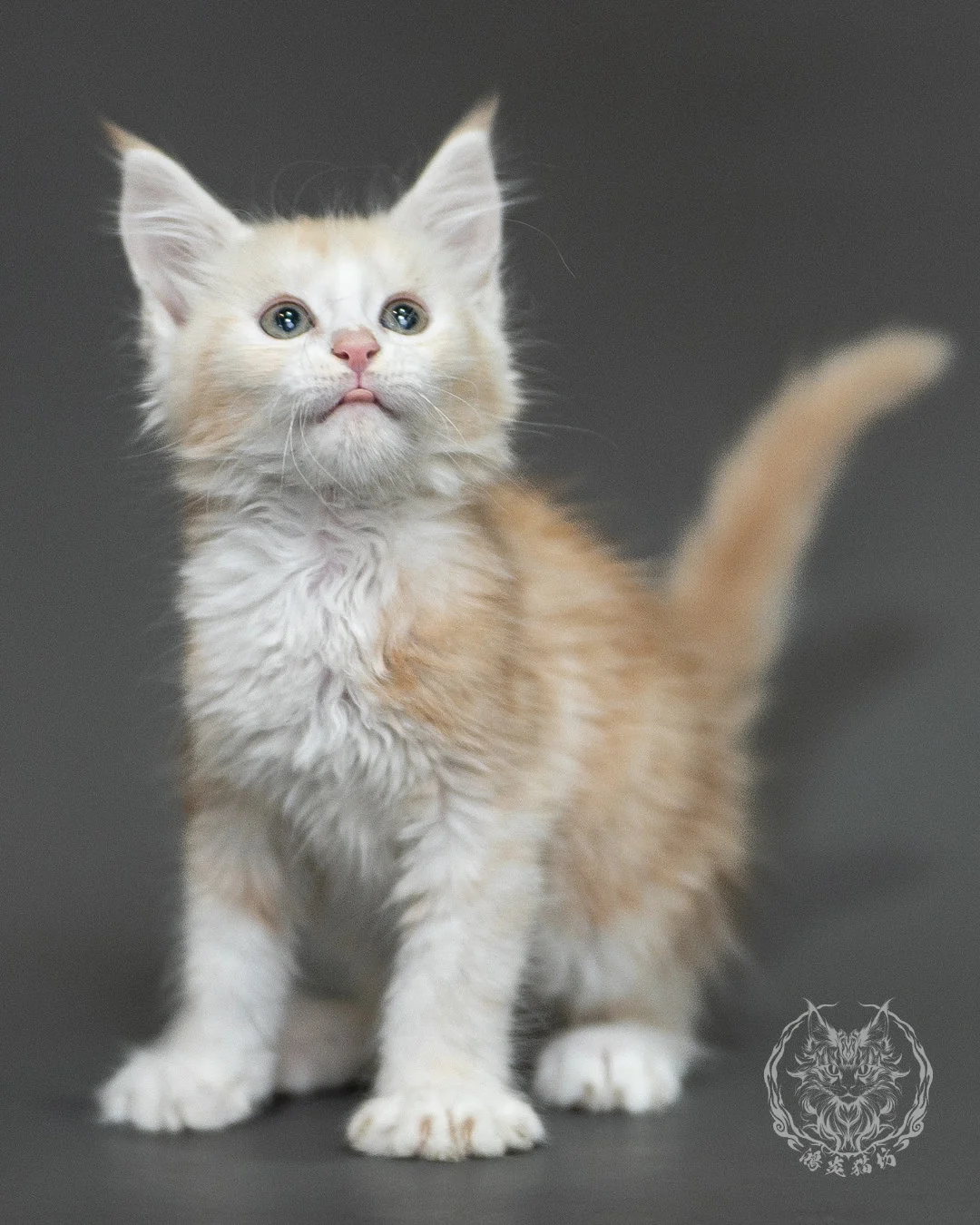 紅銀虎斑緬因貓 Red Silver Tabby Maine Coon 2months Closeup 13