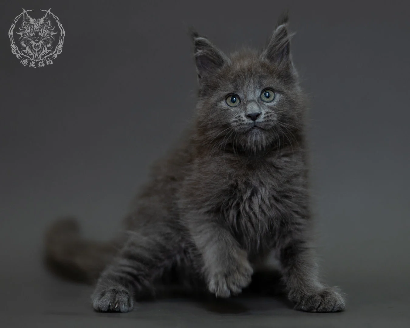 藍煙燻 Blue Smoke Maine Coon 2months 18