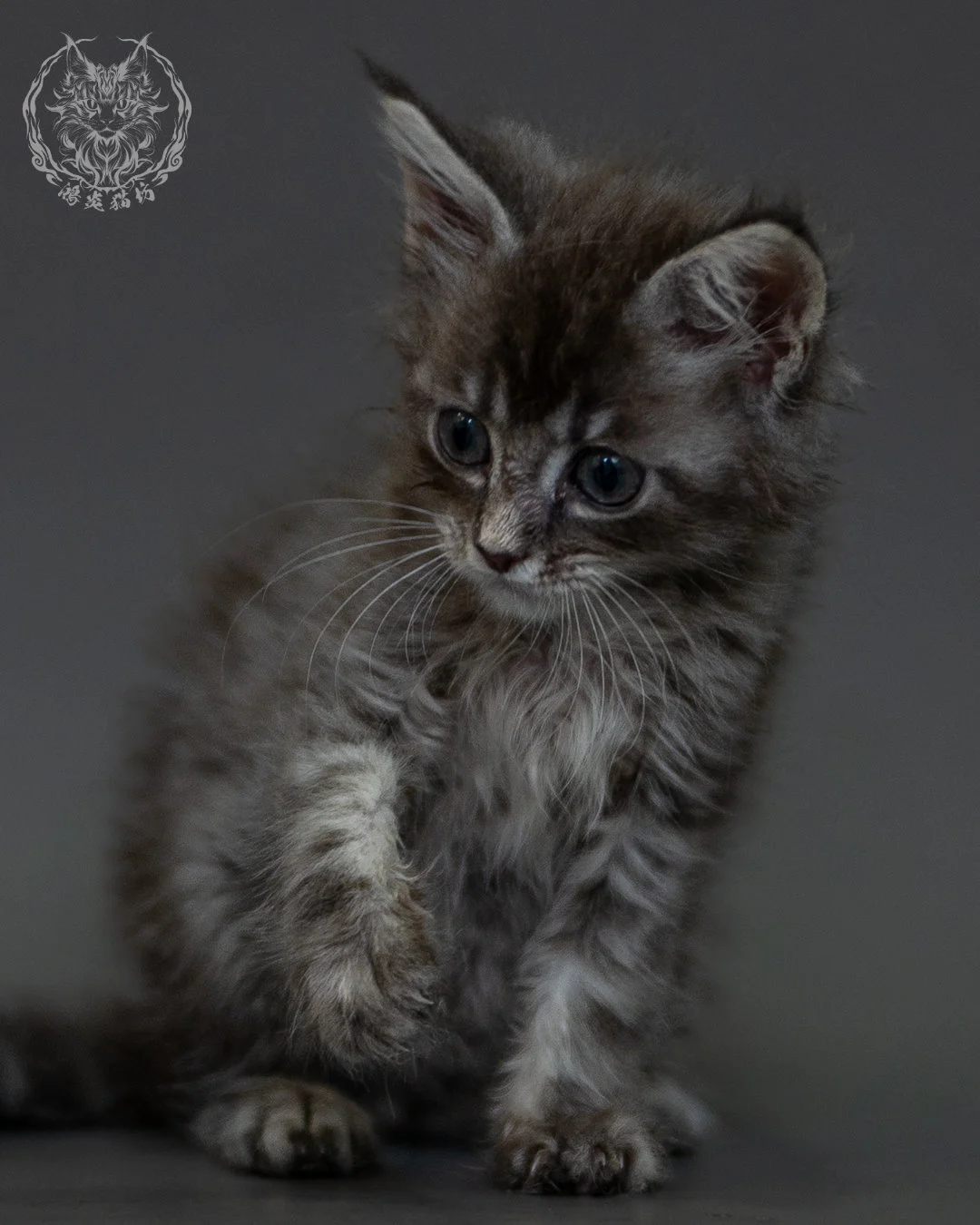 藍虎斑 Blue Silver Tabby Maine Coon 2months 3
