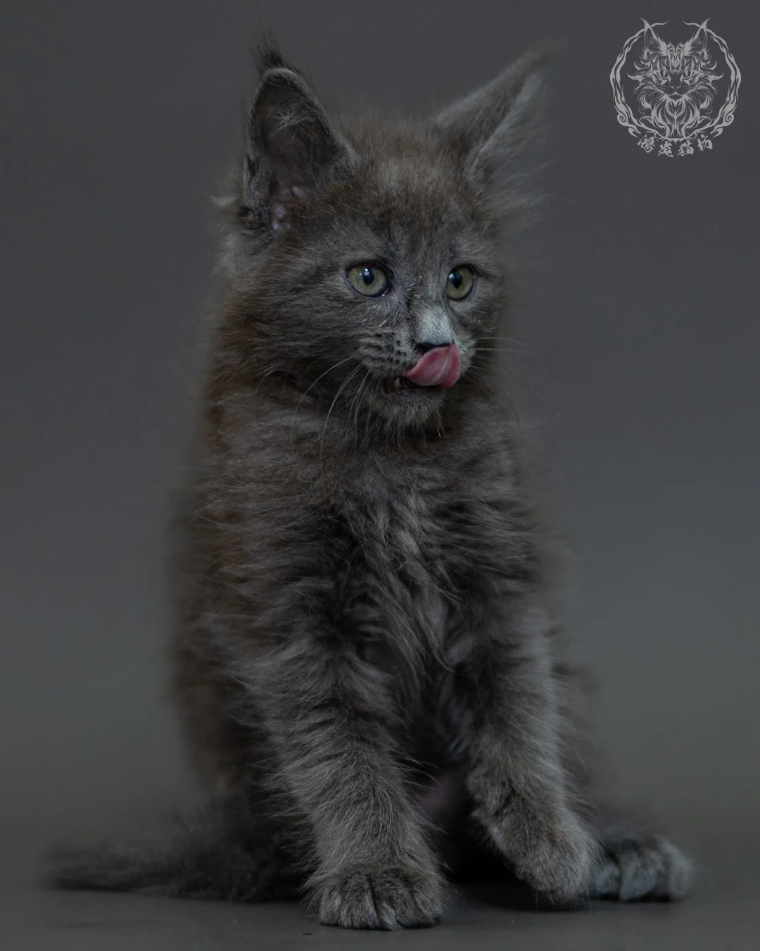 藍煙燻 Blue Smoke Maine Coon 2months 5