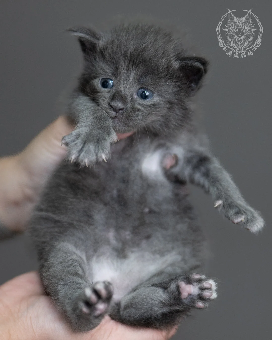 藍煙燻緬因貓 Blue Smoke Maine Coon 4weeks Cattery Taichung 9