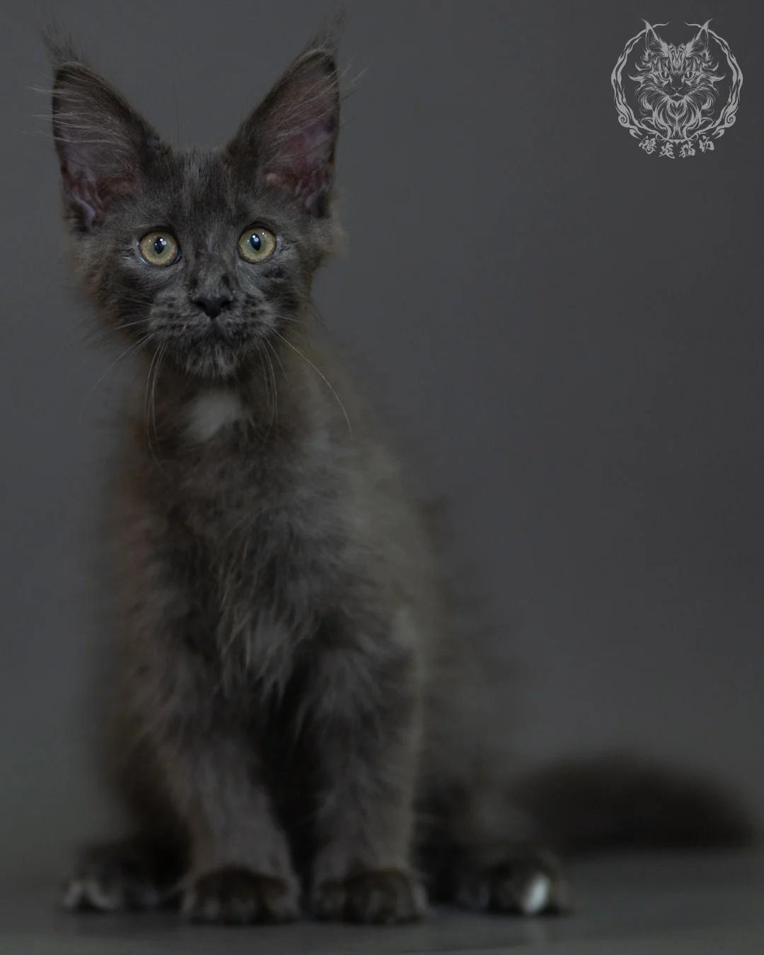 藍煙燻 Blue Smoke Maine Coon 3months 1