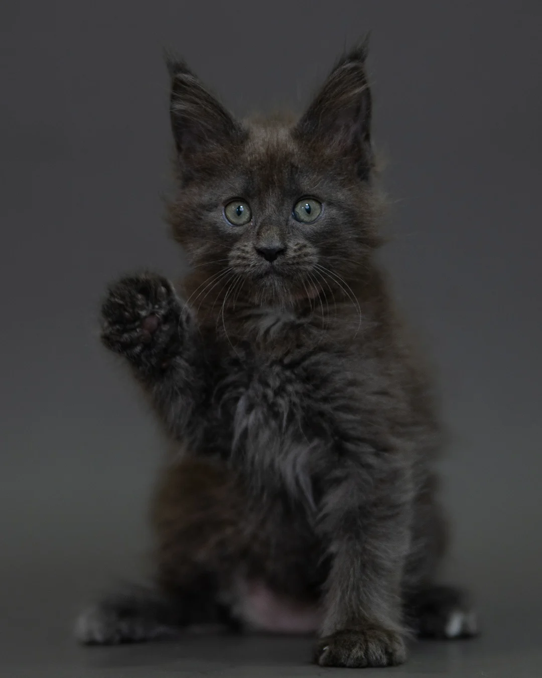 藍煙燻 Blue Smoke Maine Coon 2months 17