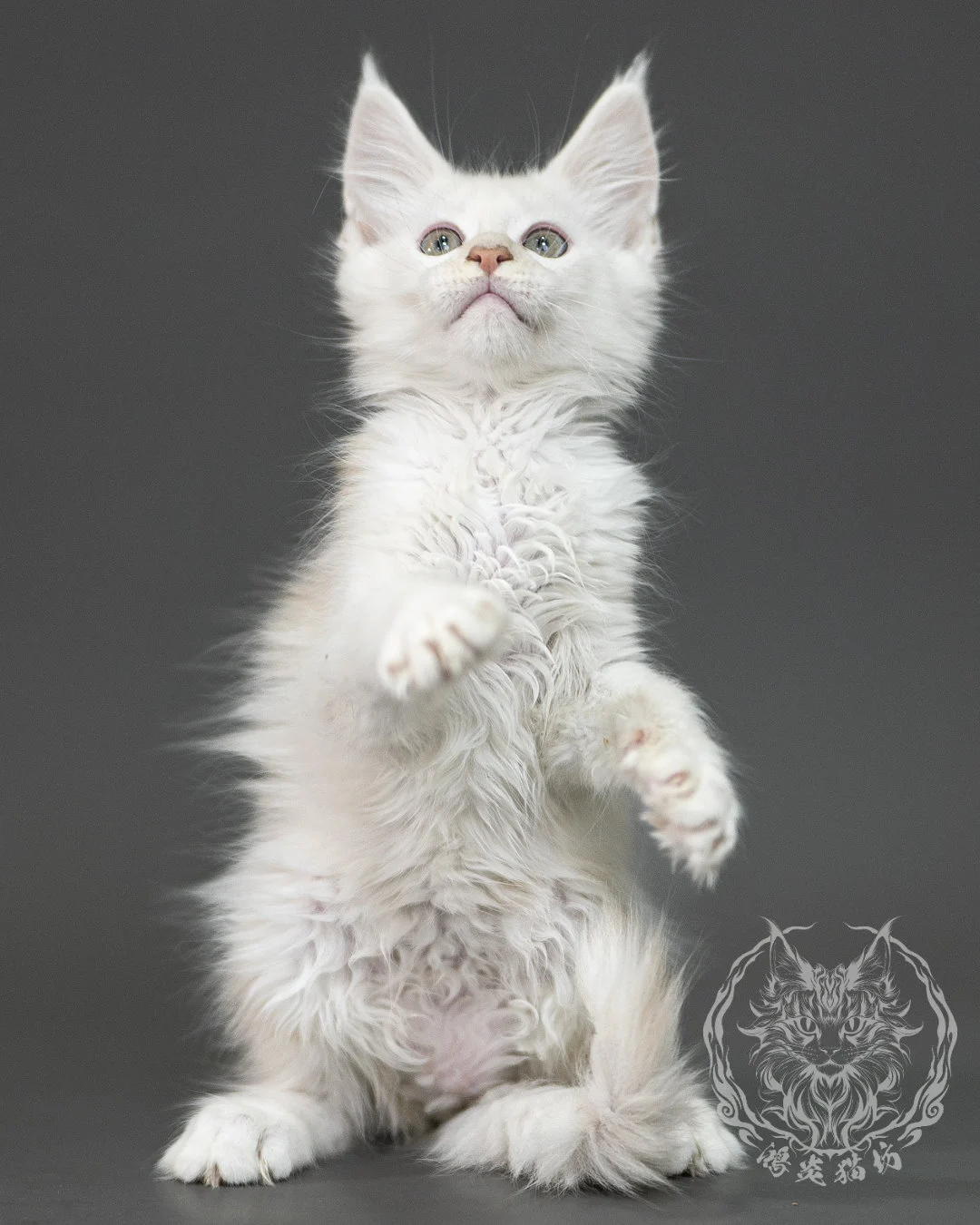 紅銀陰影緬因貓 Red Shaded Maine Coon 2months Closeup 11