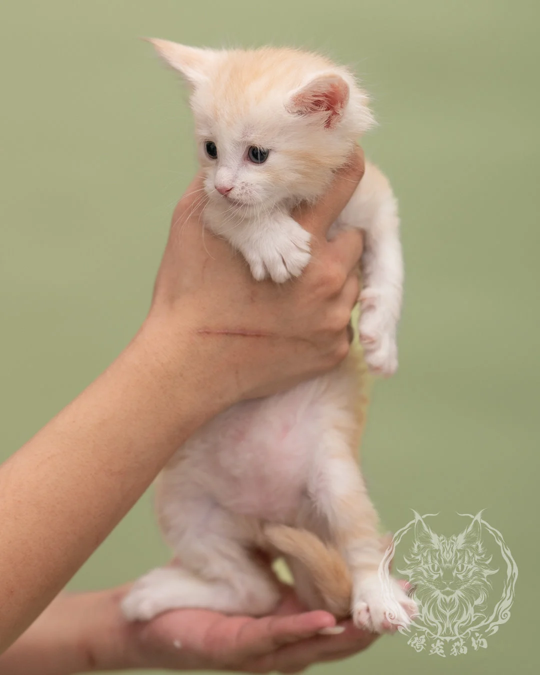 紅銀虎斑緬因貓 Red Silver Tabby Maine Coon 4weeks Closeup 2