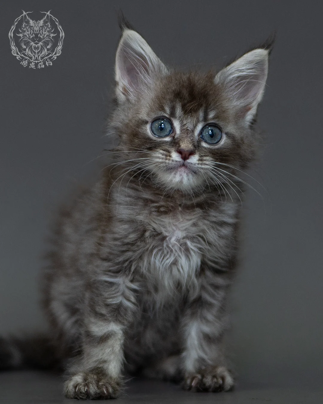 藍虎斑 Blue Silver Tabby Maine Coon 2months 1